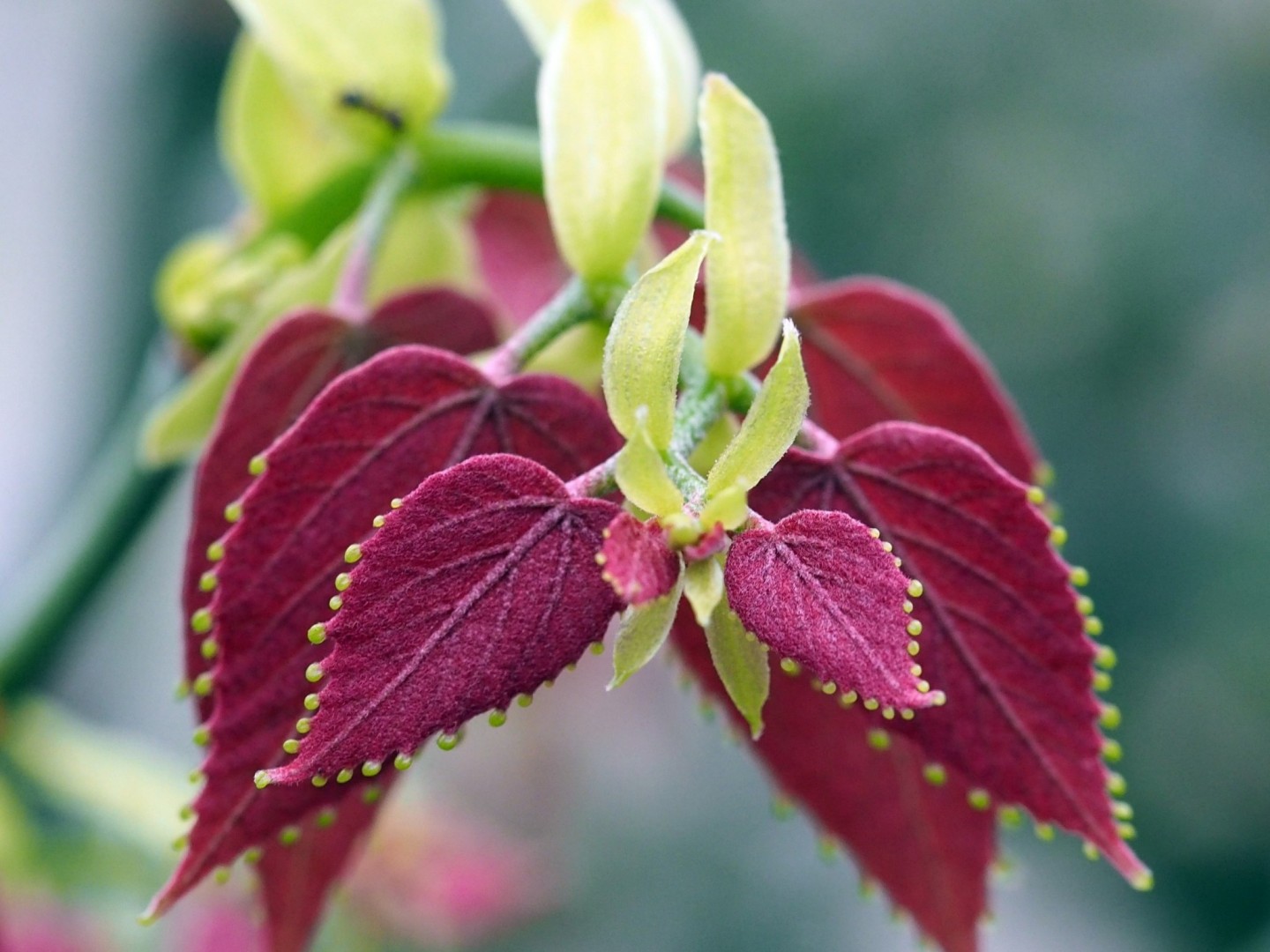 Zdjęcie Tilia endochrysea