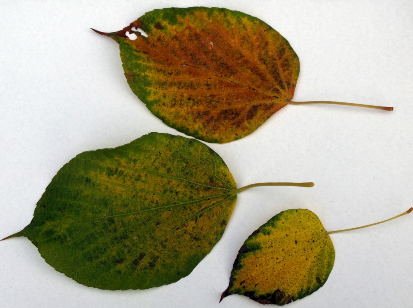 Zdjęcie liści Tilia chinensis