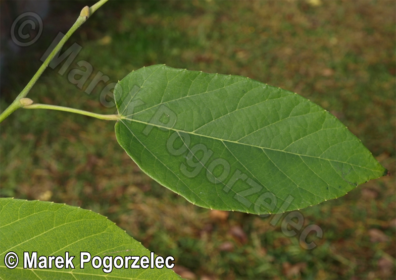 Zdjęcie liścia lipy całolistnej w naturze, egzemplarz T4025