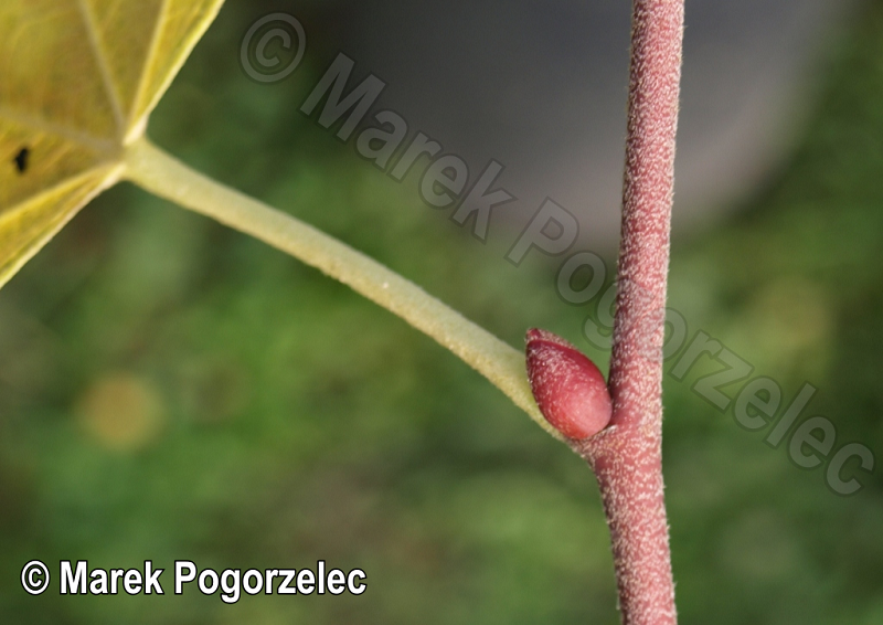 Zdjęcie podstawy liścia lipy całolistnej w naturze, egzemplarz T4032