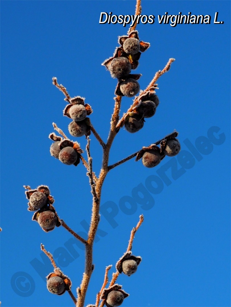 Zdjęcie lipy Diospyros virginiana L.