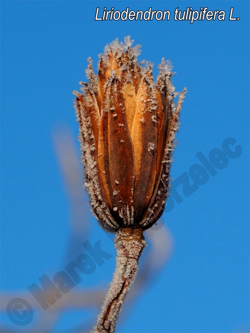 Zdjęcie lipy Liriodendreon tulipifera L.